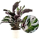 Plant in a Box - Calathea Crocata - Purificateur d'air - Plante d'intérieur - Pot 14cm - Hauteur 35-45cm