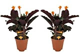Plant in a Box - Calathea Crocata - Purificateur d'air - Set de 2 plantes d'intérieur - Pot 14cm - ...