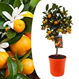 Plant in a Box - Citrus Calamondin - Kumquat - Pot 19cm - Hauteur 55-65cm