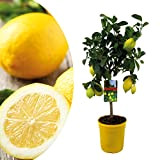 Plant in a Box - Citrus Limon - Citronnier arbre comestible fruitier - Pot 19cm - Hauteur 60-70cm