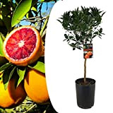 Plant in a Box - Citrus Tarocco - Orange sanguine - Pot 19cm - Hauteur 90-110cm