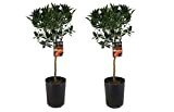 Plant in a Box - Citrus Tarocco - Orange sanguine - Set de 2 - Pot 19cm - Hauteur 90-110cm