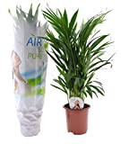 Plant in a Box - Dypsis Lutescens Areca palms - Plantes d'intérieur - Pot 17cm - Hauteur 60-70cm - Palmiers ...