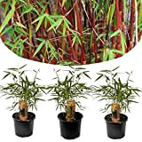 Plant in a Box - Fargesia scabrida Asion Wonder - Rouge bambou - Set de 3 - Pot 13cm - ...