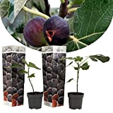 Plant in a Box - Ficus Carica 'Figuier' - Set de 2 - Pot 9cm - Hauteur 25-40cm