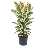 Plant in a Box - Ficus Elastica Tineke - Plante d'intérieur caoutchouc grand vrai - pot 24cm - Hauteur 80-100cm