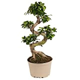 Plant in a Box - Ficus Ginseng S-Shape - Japonaise Bonsai - Plante d'intérieur naturelle - Pot 22cm - Hauteur ...