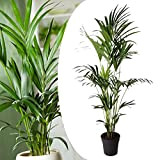 Plant in a Box - Kentia Palmier XXL - Howea Forsteriana - Plante verte interieur vivante - Purifiante - Pot ...