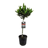 Plant in a Box - Laurus Nobilis - Laurier - Pot 21cm - Hauteur 90-100cm
