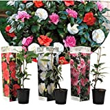 Plant in a Box - Mélange de 3 Camellia Japonica - Roses japonaises - Pot 9cm - Hauteur 25-40cm