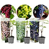 Plant in a Box - Mélange de 3 plants de raisin - Vitis Vinifera - Raisin - Pot 9cm - ...