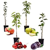 Plant in a Box - Mélange de 4 arbres fruitiers en colonne - Prunus - Pyrus - Malus - Pot ...
