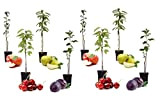 Plant in a Box - Mélange de 8 arbres fruitiers en colonne - Prunus - Pyrus - Malus - Pot ...