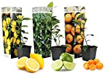 Plant in a Box - Mélange de plantes Citrus - Citronnier/oranger/limetier - Set de 3 - Pot 9cm - Hauteur ...