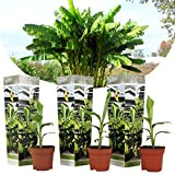 Plant in a Box - Musa Basjoo - Set de 3 - Bananier tropica rustique plante - Pot 9cm - ...