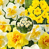 Plant in a Box - Narcisses Double Mix - 80x bulbes de jonquilles - Bulbes de fleurs précoces résistants au ...
