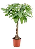 Plant in a Box - Pachira Aquatica - plante d'intérieur - Arbres à monnaie - Pot 17cm - Hauteur 60-70cm
