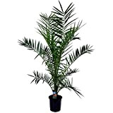 Plant in a Box - Phoenix canariensis - Palme exterieur - Pot 19cm - Hauteur 80-100cm
