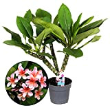 Plant in a Box - Plumeria Frangipani Hawaii - Plante verte interieur vivante fleur - Frangipanier plante exotiques - Pot ...