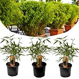 Plant in a Box - Set de 3 Fargesia Rufa - Bambou non traçant - Arbuste exterieur jardin persistant - ...