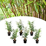 Plant in a Box - Set de 6 Fargesia Rufa - Bambou non traçant - Arbuste exterieur jardin persistant - ...