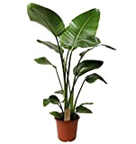 Plant in a Box - Strelitzia Nicolai XL - Grande plante verte interieur vivante - Plante oiseau du paradis - ...