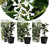 Plant in a Box - Trachelospermum jasminoides - Set de 3 - Jasmin plante etoile grimpant - Fleurs blanc - ...