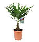 Plant in a Box - Trachycarpus Fortunei - Palmier exterieur - Pot 21cm - Hauteur 65-75cm