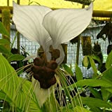 Plant World Seeds - Tacca Chantrieri 'Nivea' Seeds