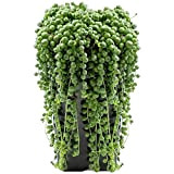 Plante collier de perles Séneçon de Rowley Senecio Rowleyanus Bureau Maison (hauteur 20-30 cm en pot)