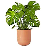 Plante d'intérieur 40-50cm en pot | Monstera Deliciosa Faux Philodendron