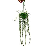 Plante d'intérieur à suspendre - Hoya linearis - Fleur de cire 14cm feu tricolore