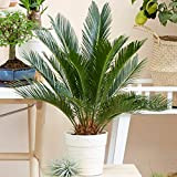 Plante d'intérieur Cycas Revoluta | Idéal pour la Maison ou le Bureau | de 30 à 40 cm en pot