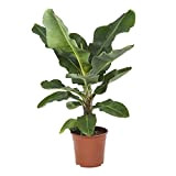 Plante d'intérieur de Botanicly – Bananier – Hauteur: 75 cm – Musa