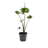 Plante d'intérieur de Botanicly – Oreille d'Éléphant – Hauteur: 65 cm – Alocasia Stingray