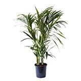 Plante d'intérieur de Botanicly – Palmier Kentia – Hauteur: 125 cm, 8 pousses – Howea Forsteriana