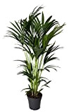 Plante d'intérieur de Botanicly – Palmier Kentia – Hauteur: 140 cm – Howea forsteriana Kentia