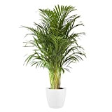 Plante d'intérieur de Botanicly – Palmiste multipliant en pot de fleur blanc comme un ensemble – Hauteur: 110 cm – ...