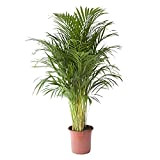 Plante d'intérieur de Botanicly – Palmiste multipliant – Hauteur: 120 cm – Areca dypsis lutescens
