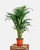 Plante d'intérieur de Botanicly – Palmiste multipliant – Hauteur: 130 cm – Areca dypsis lutescens
