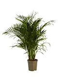 Plante d'intérieur – palmier d'Arec – Hauteur: 120 cm