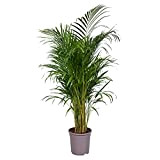 Plante d'intérieur – palmier d'Arec – Hauteur: 130 cm