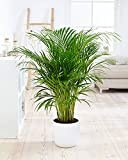 Plante d'intérieur – palmier d'Arec – Hauteur: 130 cm