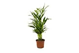 Plante d'intérieur – palmier d'Arec – Hauteur: 84 cm