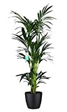 Plante d'intérieur – Palmier Kentia en pot de fleur noir comme un ensemble – Hauteur: 160 cm