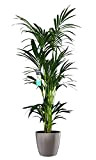 Plante d'intérieur – Palmier Kentia en pot taupe comme un ensemble – Hauteur: 160 cm