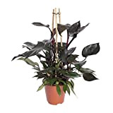 Plante d'intérieur – Philodendron grimpant – Hauteur: 80 cm