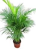Plante d'intérieur - Plante pour la maison ou le bureau - Chrysalidocarpus lutescens - Palmier Areca - Palmiste multipliant, hauteur ...