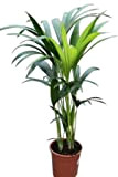 Plante d'intérieur - Plante pour la maison ou le bureau - Howea forsteriana, palmier Kentia - Palmier du Paradis, hauteur ...