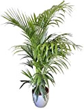 Plante d'intérieur - Plante pour la maison ou le bureau - Kentia (Howea forsteriana) - Palmier Kentia, 70 cm de haut.